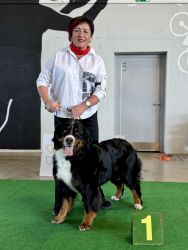 Bernský salašnický pes