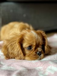 Bernský salašnický pes