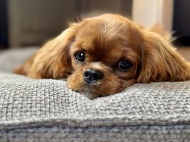 Bernský salašnický pes xara Bohemia Hagrid