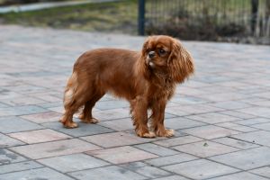 Bernský salašnický pes Erik Bohemia Hagrid