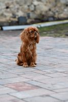 Bernský salašnický pes xara Bohemia Hagrid