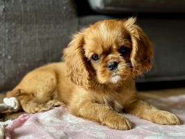 Bernský salašnický pes xara Bohemia Hagrid