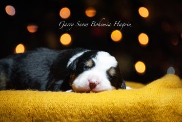 Bernský salašnický pes Garry Snow Bohemia Hagrid