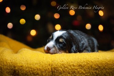 Bernský salašnický pes Golden Rose Bohemia Hagrid