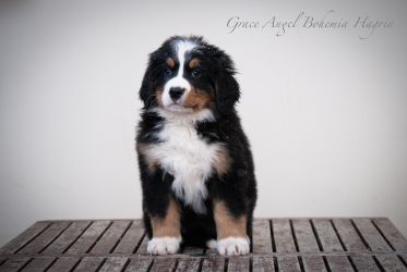 Bernský salašnický pes Grace Angel Bohemia Hagrid