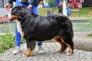 Bernský salašnický pes Erik Bohemia Hagrid