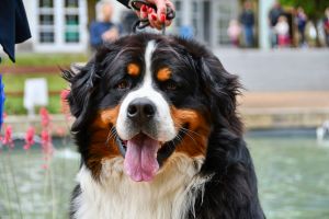 Bernský salašnický pes Erik Bohemia Hagrid