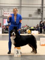 Bernský salašnický pes Erik Bohemia Hagrid