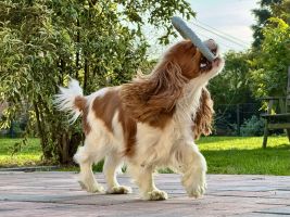 Bernský salašnický pes xara Bohemia Hagrid