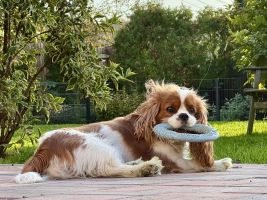 Bernský salašnický pes xara Bohemia Hagrid