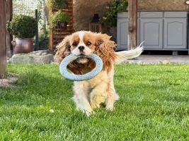 Bernský salašnický pes xara Bohemia Hagrid