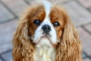 Bernský salašnický pes Erik Bohemia Hagrid