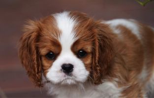 Bernský salašnický pes Erik Bohemia Hagrid