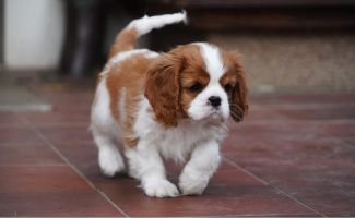 Bernský salašnický pes xara Bohemia Hagrid