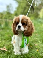 Bernský salašnický pes xara Bohemia Hagrid