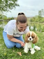 Bernský salašnický pes xara Bohemia Hagrid