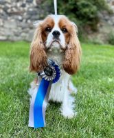 Bernský salašnický pes xara Bohemia Hagrid