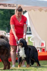 Bernský salašnický pes